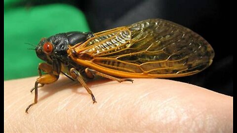 Massive Cicada Attacks Joe Biden