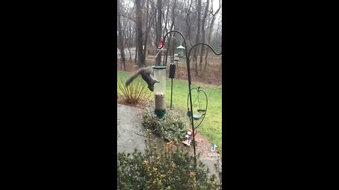 crazy squirrel on a ride getting a snack