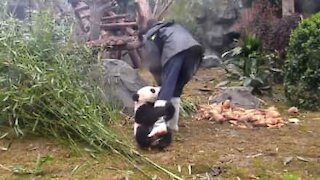 L'adorabile panda intralcia il suo lavoro