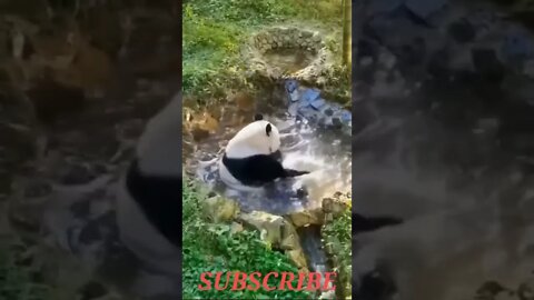 crazy Panda playing water | panda playing Only Multimedia