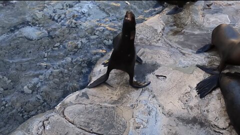 Cute Sea Lion Fumbles Fish it’s Trying to Eat