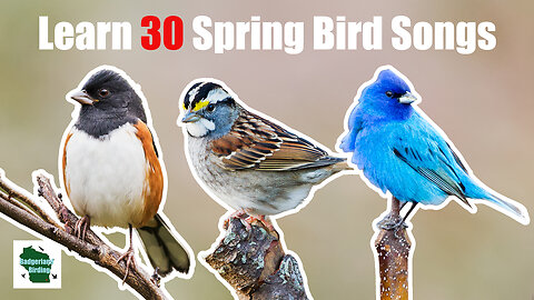 Learn 30 Spring Common Backyard Bird Songs and Calls (Central and Eastern United States)