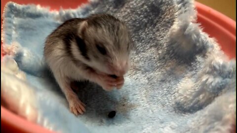 Baby hamsters learn to clean their bodies