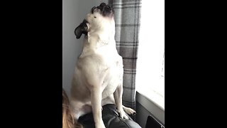 Howling Pug Gives A Hilarious Husky Impression