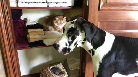 Great Dane Puppy Allows Cat to Enjoy a Nap in the Closet