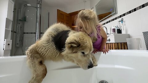 Giant Sulking Dog Does Everything To avoid Bath Time But Little Girl Convinces Him! (Cutest Ever!!)