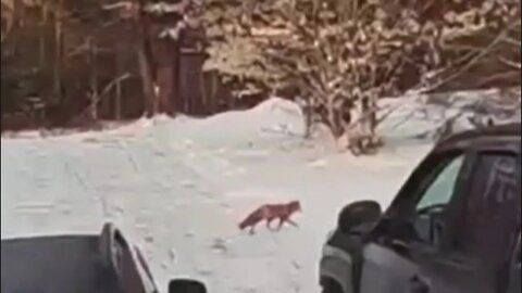 Fox came for a visit and rang my doorbell
