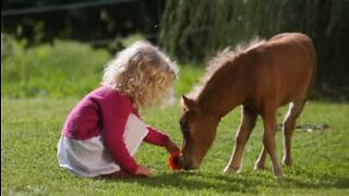 Pôneis, os equinos mais amorosos que se podem encontrar