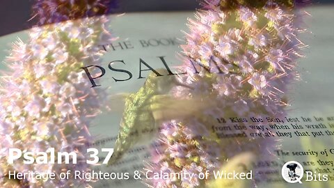 PSALM 037 // SECURITY OF THOSE WHO TRUST IN THE LORD, AND INSECURITY OF THE WICKED