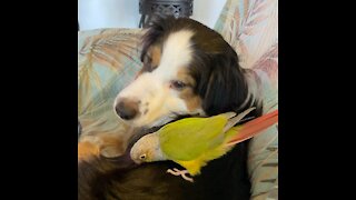 American Shepherd and a Conure