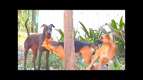 Amazing dogs meeting golden retriever in 2021 !!