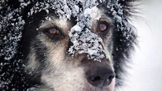 Cool-headed owner saves dog from icy river