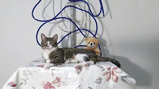 Kitten Loves Sitting on the Table