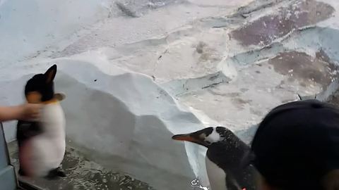 Toddler Girl Pranking Penguin With A Stuffed Animal