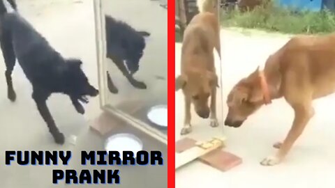 funny mirror prank on dog|funny dog video short |#funnydog |#Shorts