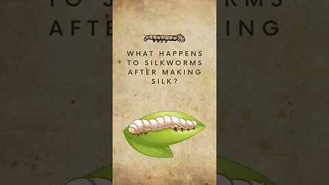 What happens to silkworms after making silk? #shorts #Shorts