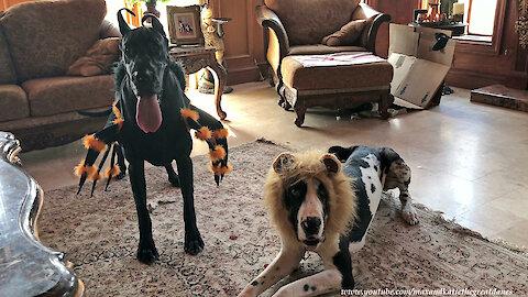 Awesome Great Danes Get Dressed Up For Halloween