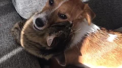 Cat and dog get along (momentarily) in priceless clip