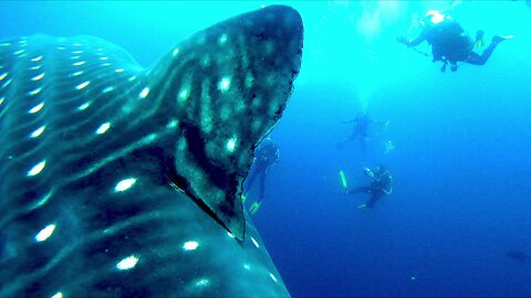 Incredible whale shark encounter in the Galapagos Islands