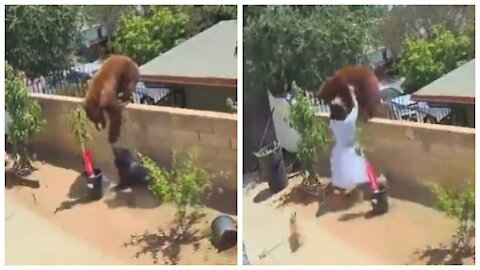 OMG 😨 Teen Pushes Bear Off Wall To Save Family Dog