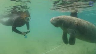 As inesperadas amizades aquáticas entre mergulhadores e animais