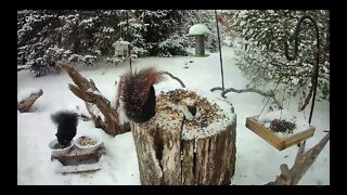 A Black Squirrel With a Red Tail at the Feeder