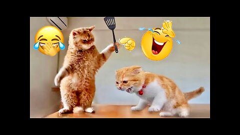 World Best Funniest🤣Cat vs animal vs Kid 🤼‍♂️ Entertainment Don't Try Laughing 🤣 2024 clips 🫡