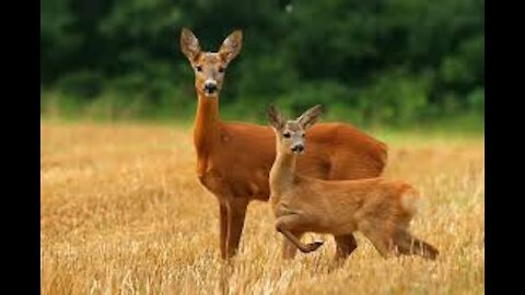 Forest roe deer eat grass