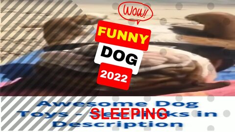 🤣Funny Dogs Sleeping 2022 Video Clips #shorts