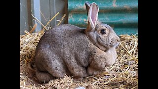 Meet Your Meat: Emma the Rabbit Spends First Night Out of Cage