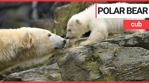 A polar bear cub has taken her very first steps into the outside world