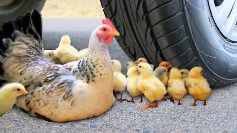 Squashing Crunchy and Soft Things! Hen, Chicken VS Car Wheel Experiment funny viral