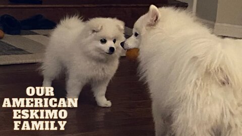 Our American Eskimo Family #furbaby