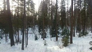 Lion Mountain Trail in Whitefish, Montana