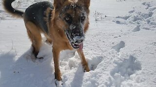 German Shepherd Goes Wild in Arizona Snow Storm