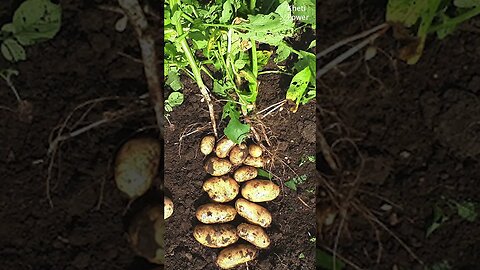 Potato Growing Season | Kheti Power