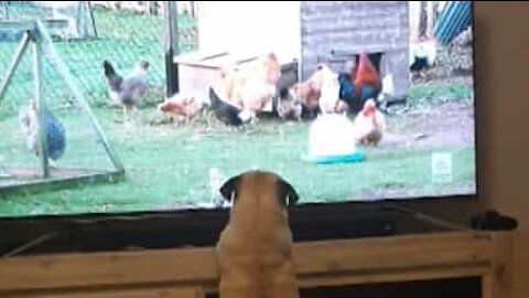 Cão fica obcecado com galinhas na televisão