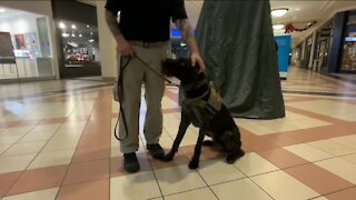Mayfair Mall store owners, customers voice support for K9 patrols to search for weapons