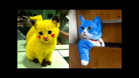 Baby Cats - Cute and Funny Cat Videos 2023