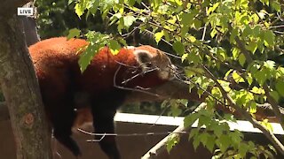 Wild Asia exhibit opens at Akron Zoo