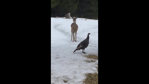 Tantrum-throwing deer demands treats by stomping hoof