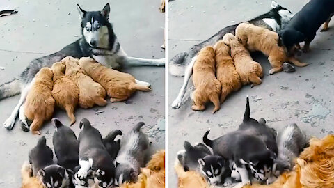 Huskies feed Golden Retriever puppies