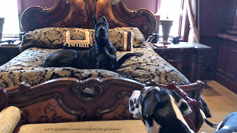 Funny Great Danes Love To Play On The New King Comforter