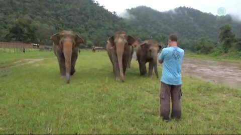 A Man Calls Elephant's In Different Angle they Came Near to Him