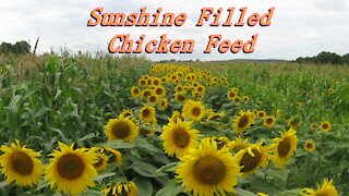 Soy free poultry feed with Sunflower meal