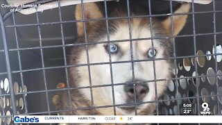 Recovery underway for over 30 dogs surrendered in Adams County