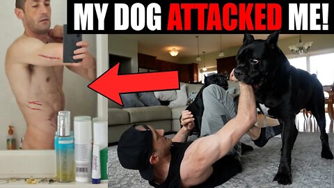 My Dog Attacked Me On Purpose - Cane Corso Training