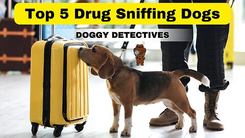 Top 5 Drug Sniffer Dogs: Unleashing the Power of Canine Detection 🕵️‍♂️