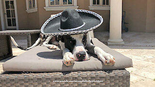 Great Dane chills out with a Cinco De Mayo sombrero siesta