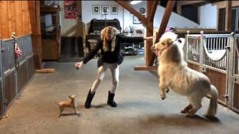 Elle entraîne un poney et un Chihuahua en même temps